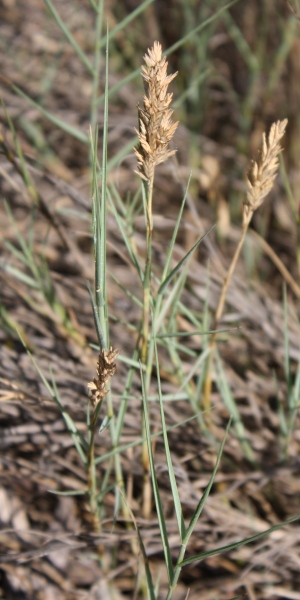 Distichlis spicata