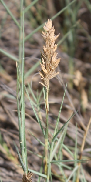 Distichlis spicata