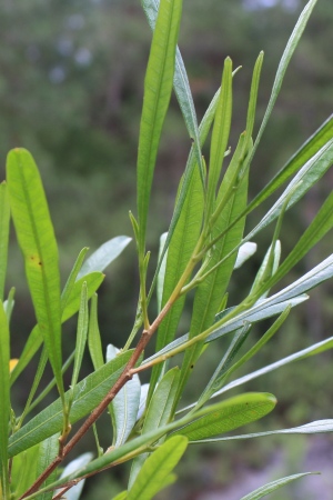 Dodonaea viscosa