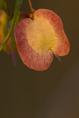 Dodonaea viscosa