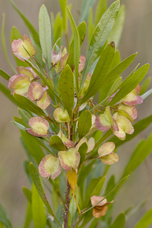 Dodonaea viscosa