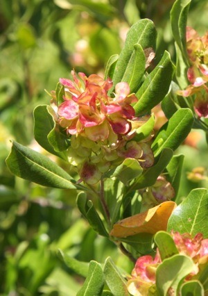 Dodonaea elaeagnoides