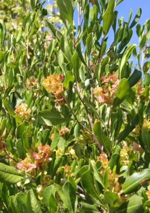 Dodonaea elaeagnoides