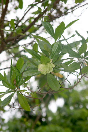 Dodonaea viscosa