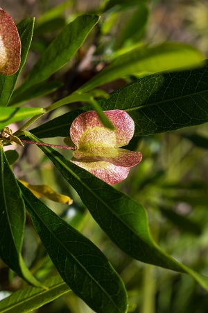 Dodonaea viscosa