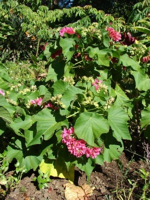 Dombeya x cayeuxii