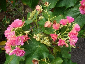 Dombeya x cayeuxii