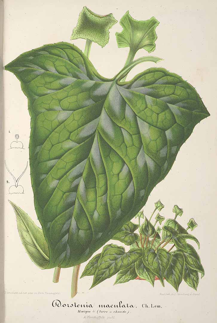 Dorstenia contrajerva