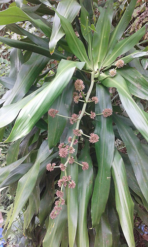 Dracaena fragrans