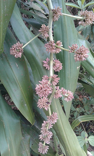 Dracaena fragrans