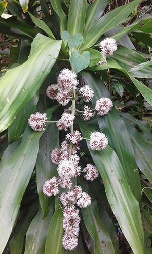 Dracaena fragrans