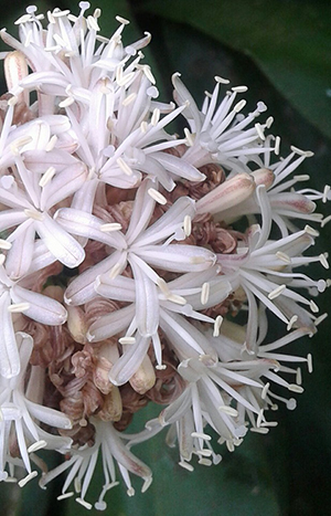 Dracaena fragrans