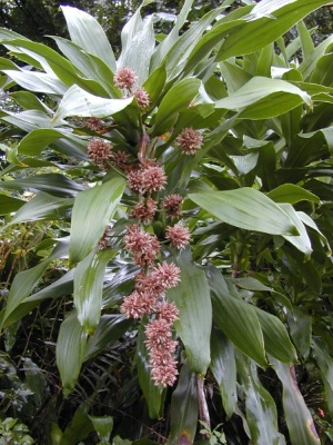 Dracaena fragrans