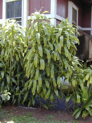 Dracaena fragrans