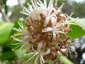 Dracaena fragrans