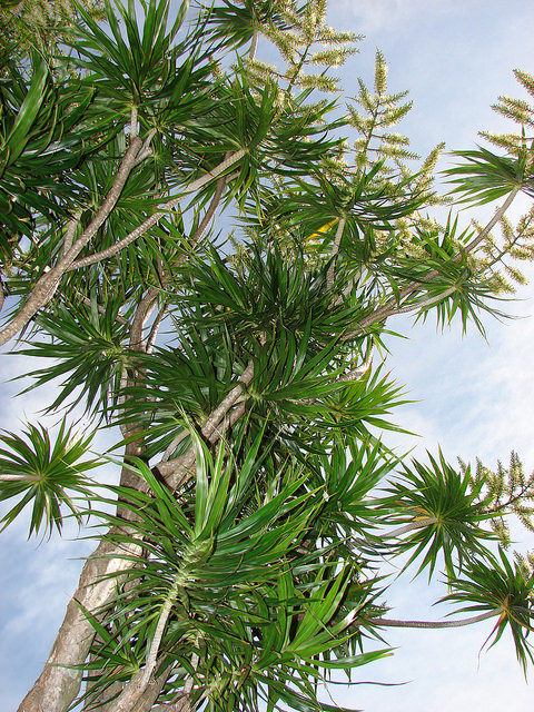 Dracaena marginata