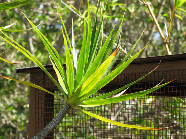 Dracaena marginata