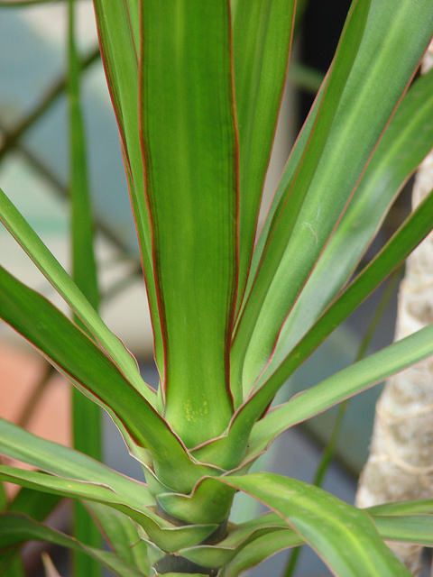 Dracaena marginata