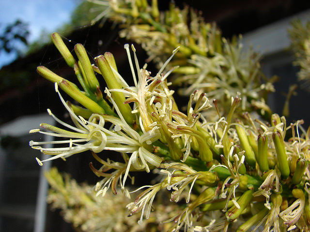 Dracaena marginata