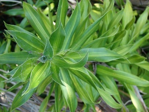 Dracaena reflexa