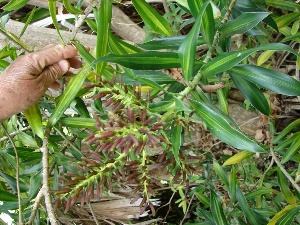 Dracaena reflexa