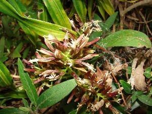 Dracaena reflexa