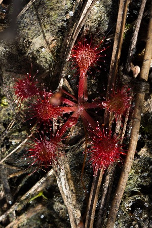 Drosera brevifolia