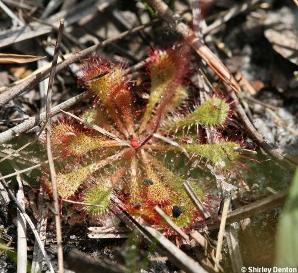 Drosera brevifolia