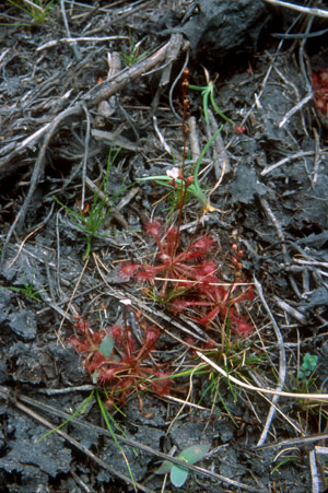 Drosera capillaris