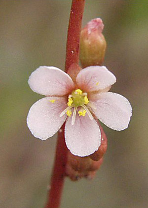 Drosera capillaris