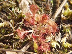 Drosera capillaris