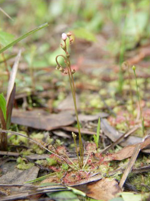 Drosera capillaris