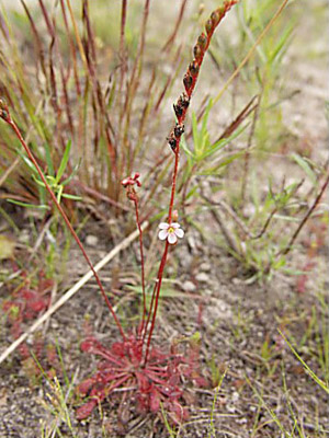 Drosera capillaris