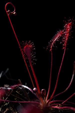 Drosera capillaris