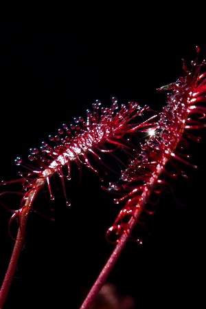 Drosera capillaris