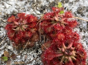 Drosera capillaris