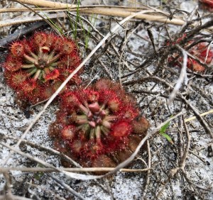 Drosera capillaris