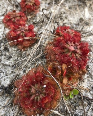 Drosera capillaris