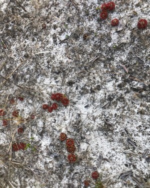 Drosera capillaris