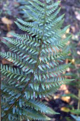 Dryopteris ludoviciana