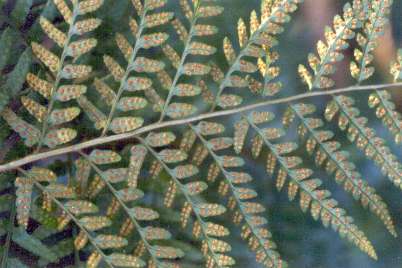 Dryopteris ludoviciana