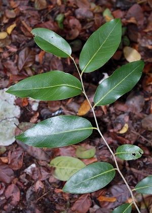 Drypetes diversifolia