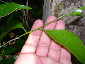 Drypetes lateriflora