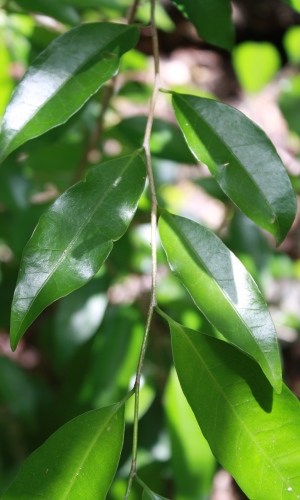 Drypetes lateriflora