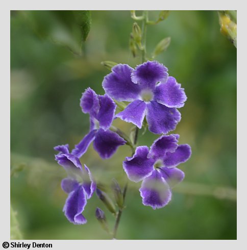 Duranta erecta