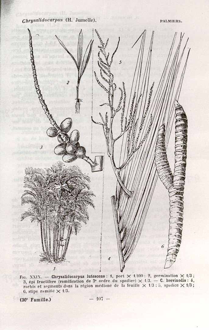 Dypsis lutescens