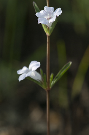 Dyschoriste angusta