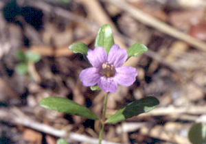 Dyschoriste oblongifolia