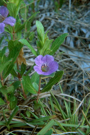 Dyschoriste oblongifolia