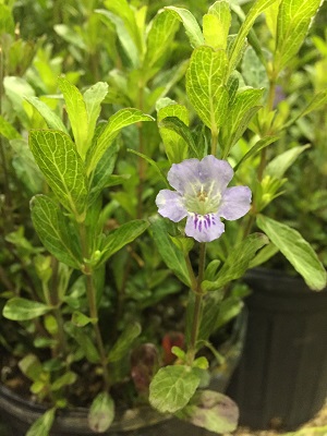 Dyschoriste oblongifolia